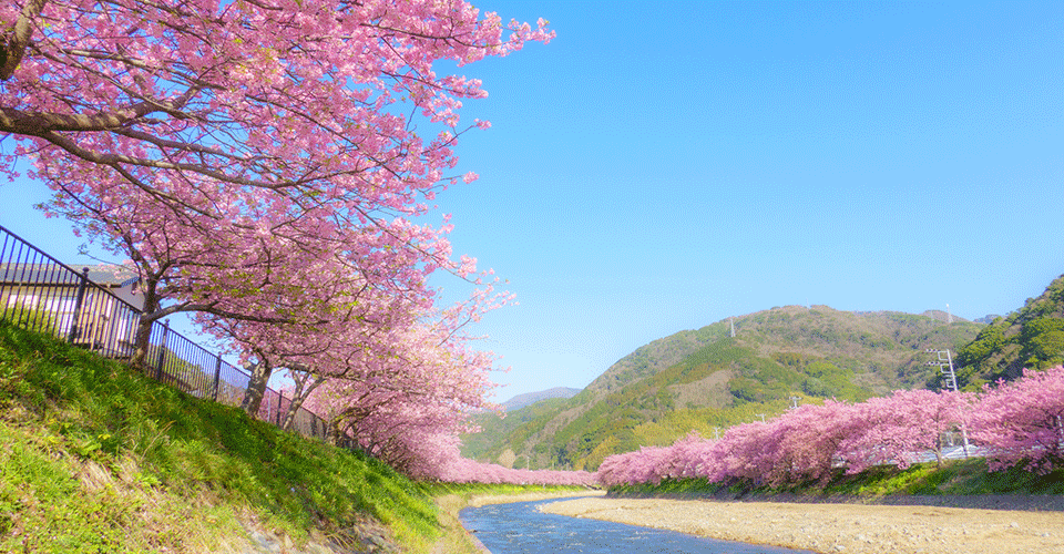 河津桜（イメージ）