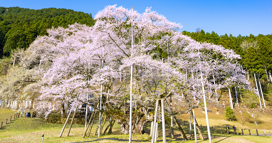 根尾谷淡墨桜（イメージ）