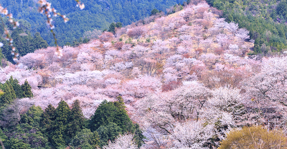 吉野山（イメージ）