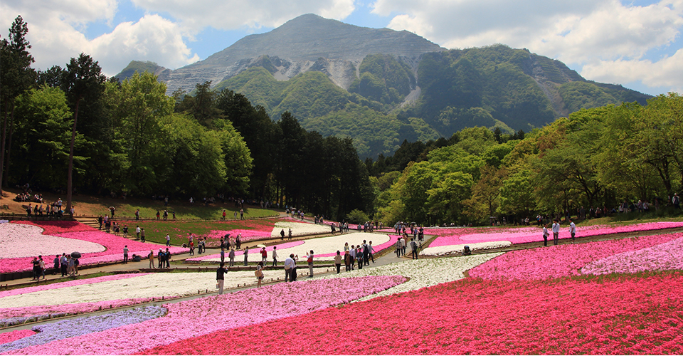 芝桜の丘(イメージ)