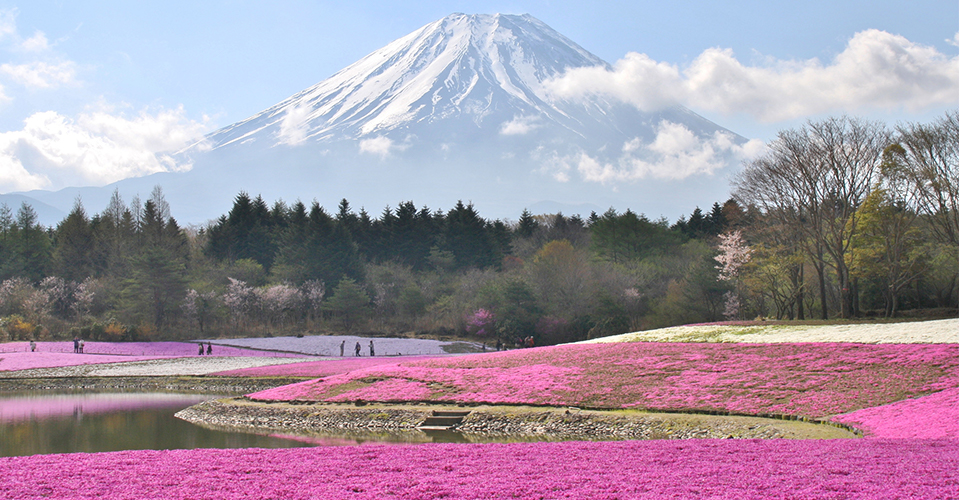 富士芝桜まつり(イメージ)