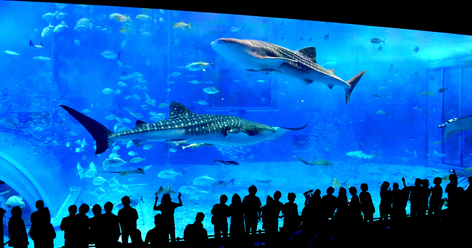 沖縄美ら海水族館(イメージ)