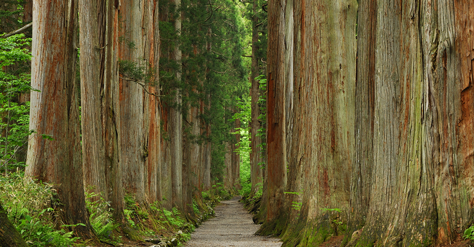 戸隠古道（イメージ）