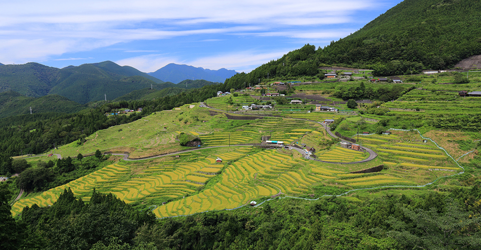 丸山千枚田（イメージ）