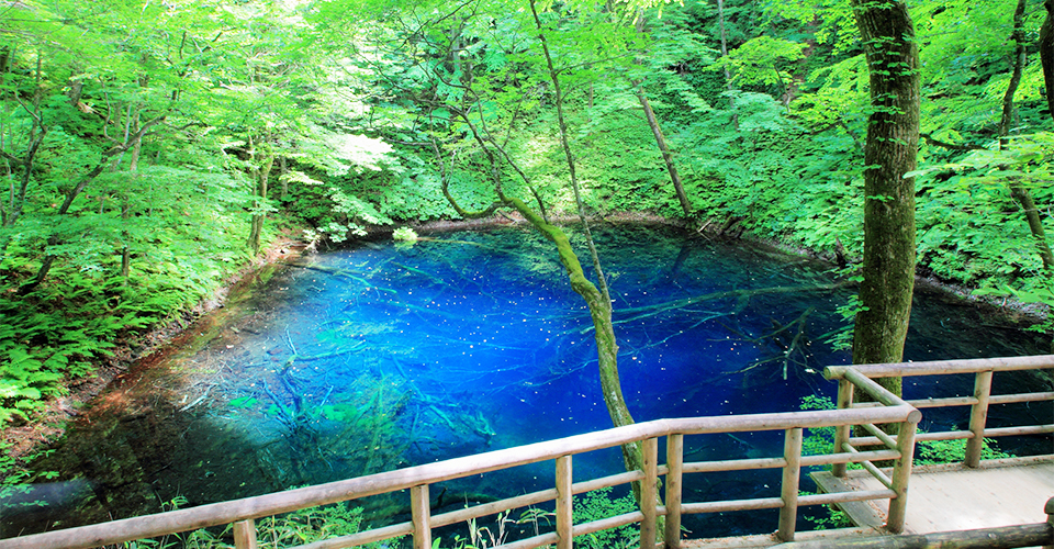 白神山地（イメージ）