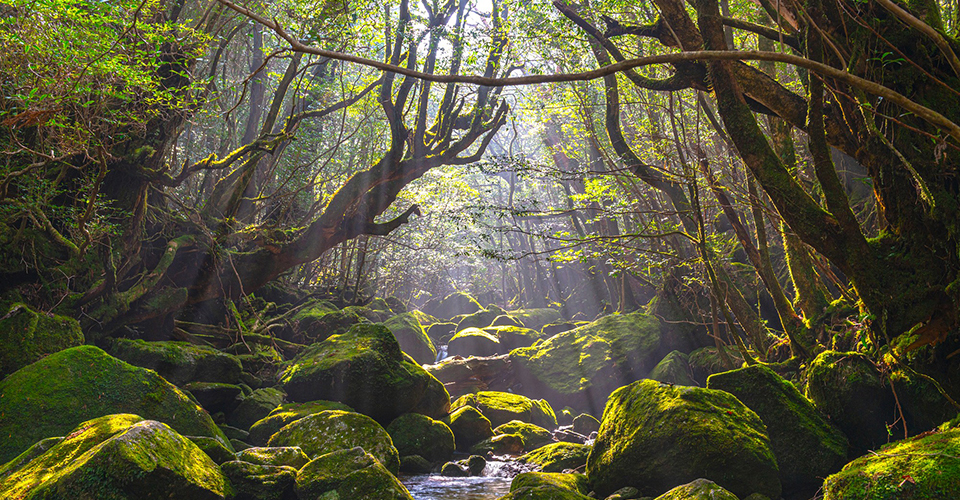 白谷雲水峡／屋久島（イメージ）