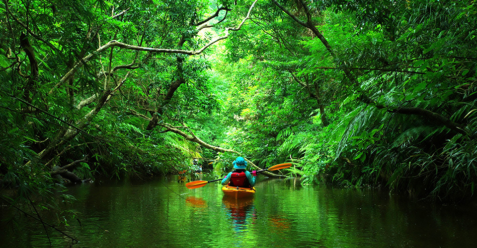 西表島（イメージ）