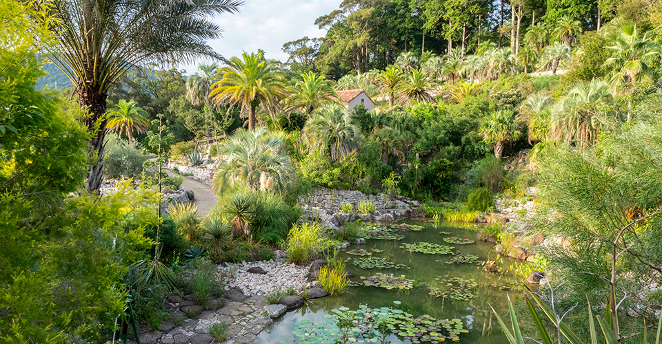 「モネの庭」ボルディゲラの庭（イメージ）