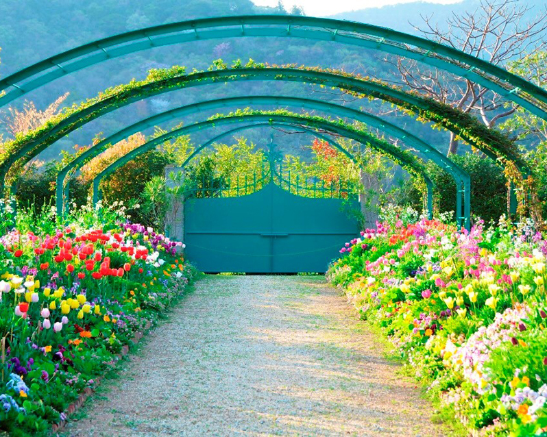 チューリップ（イメージ）