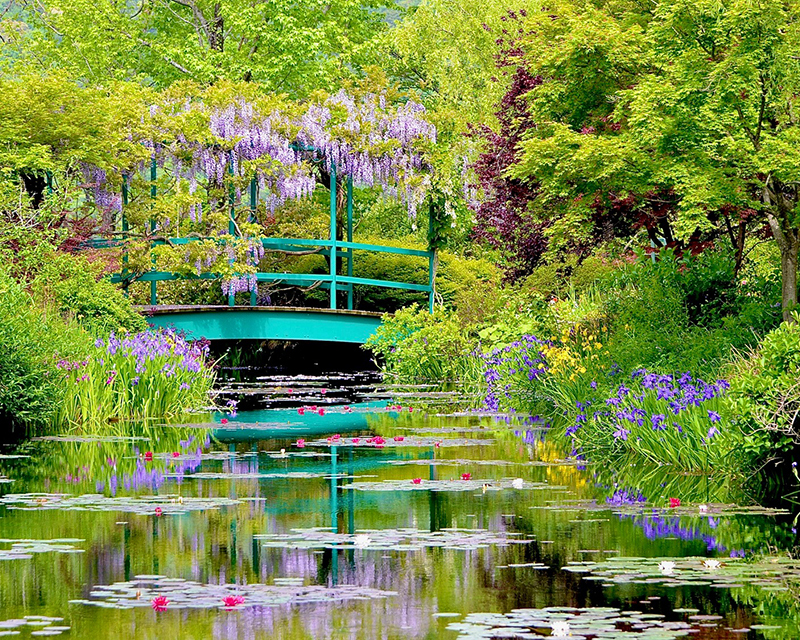 藤（イメージ）