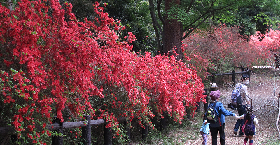 天覧山 中段つつじ（イメージ）