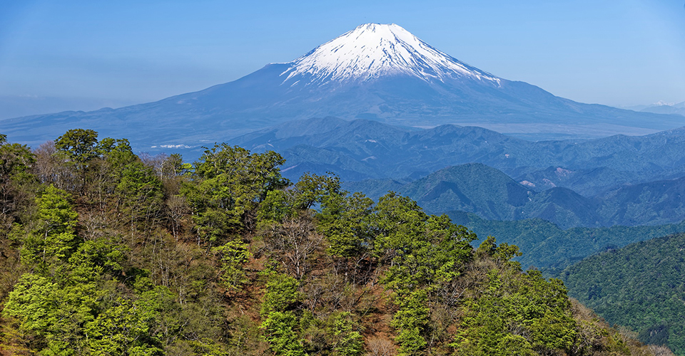 塔ノ岳稜線から見る新緑のブナ林と富士山（イメージ）