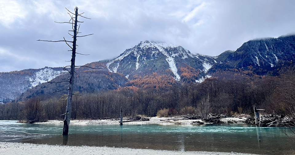 大正池の枯れ木