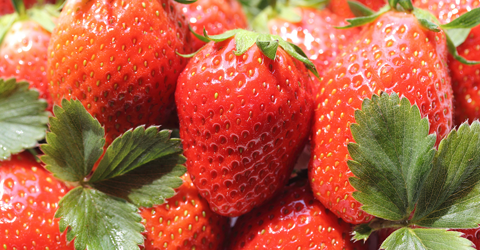 「やよいひめ」（イメージ）