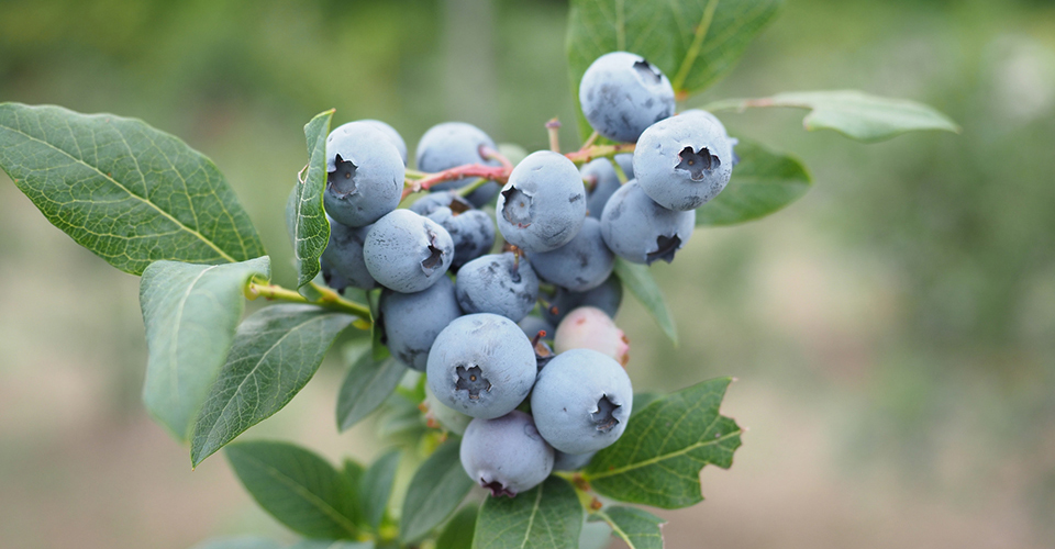 ブルーベリー（イメージ）