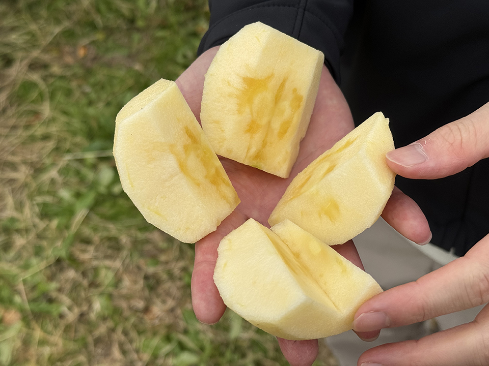 「ぐんま名月」の断面（イメージ）