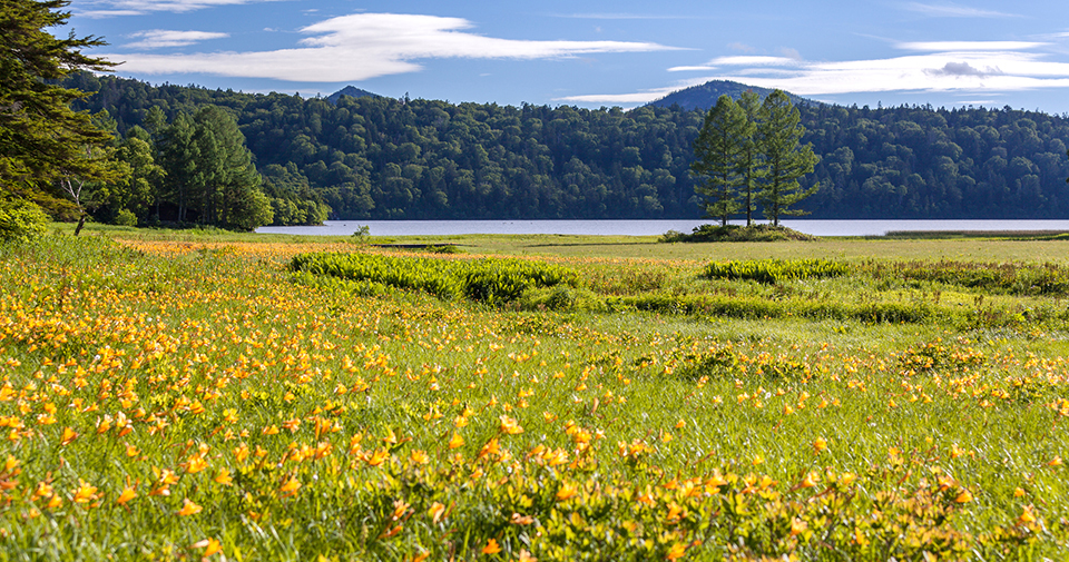 大江湿原（イメージ）