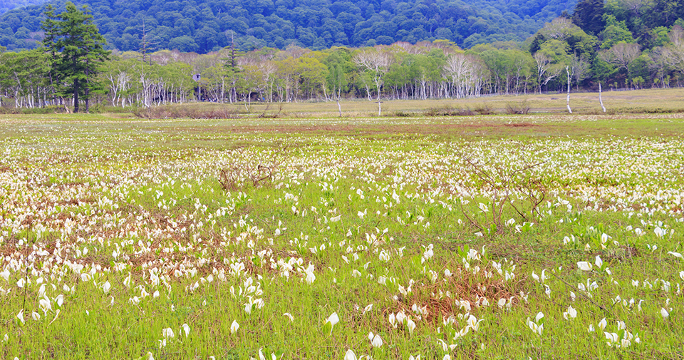 研究見本園（イメージ）