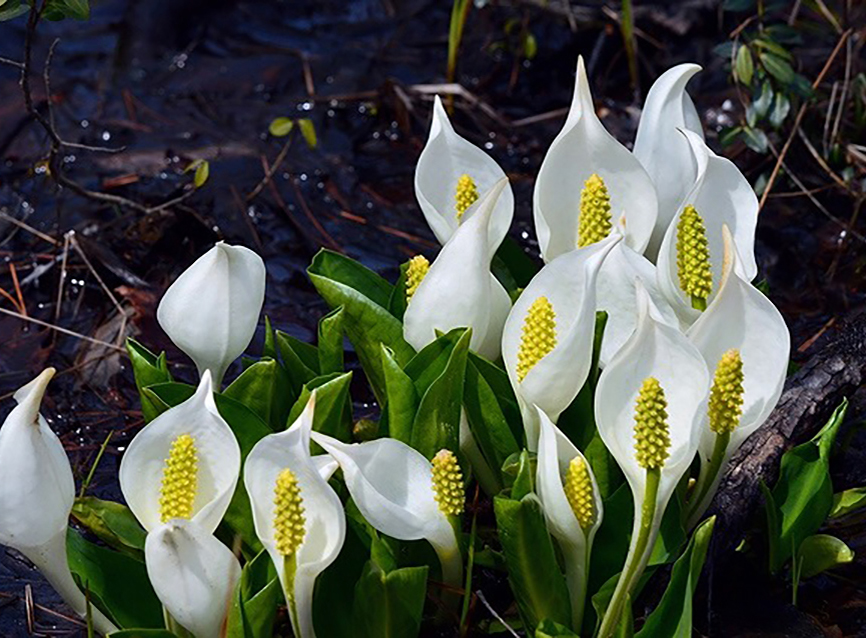 ミズバショウ（イメージ）