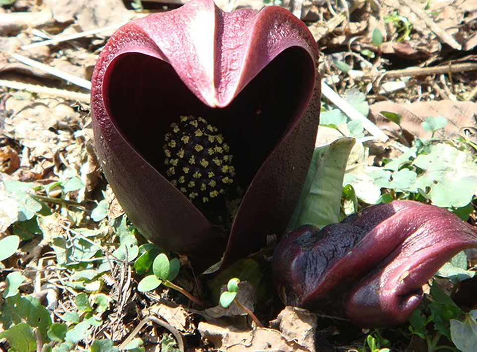 ザゼンソウ（イメージ）