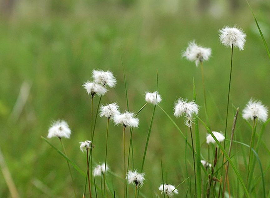 ワタスゲ（イメージ）