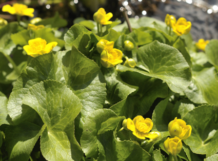 リュウキンカ（イメージ）