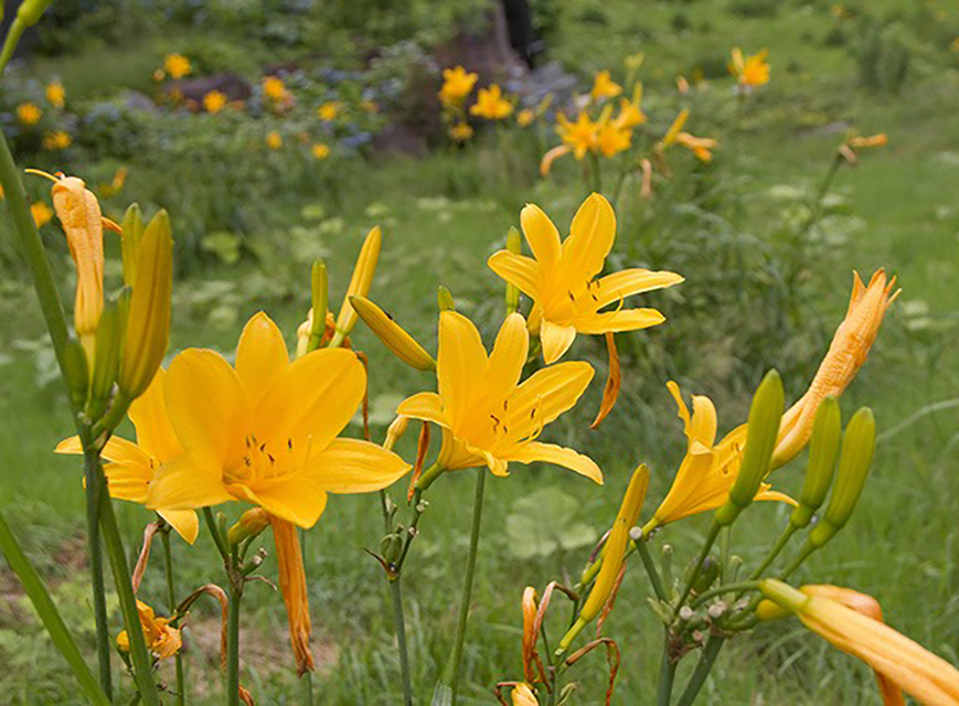ニッコウキスゲ（イメージ）