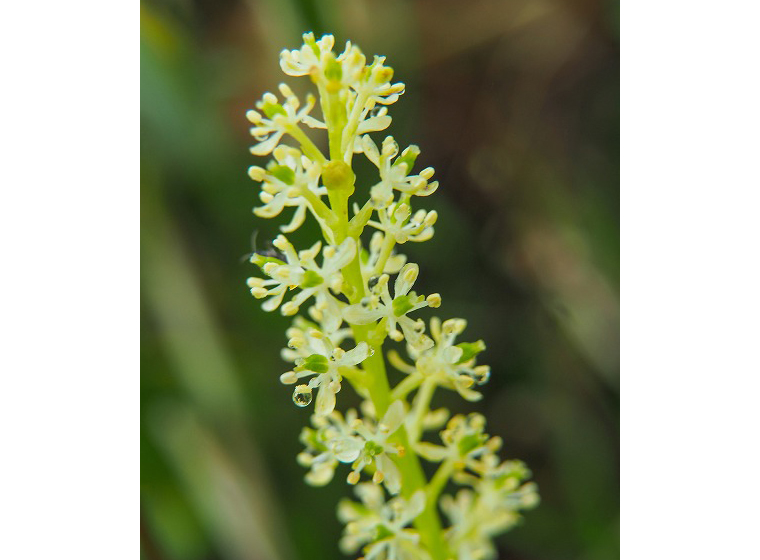 オゼソウ（イメージ）