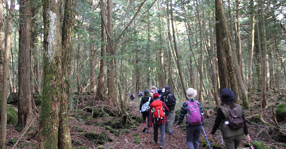 青木ヶ原樹海（イメージ）