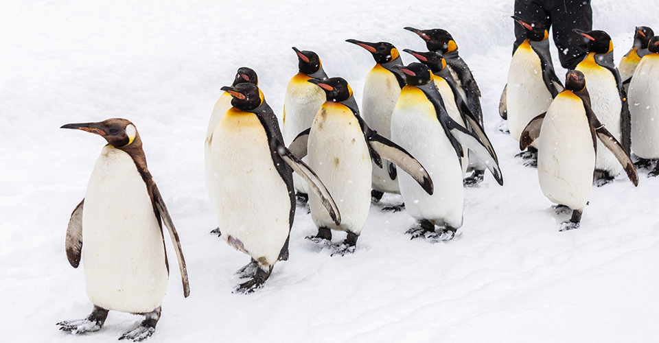 旭山動物園(イメージ)