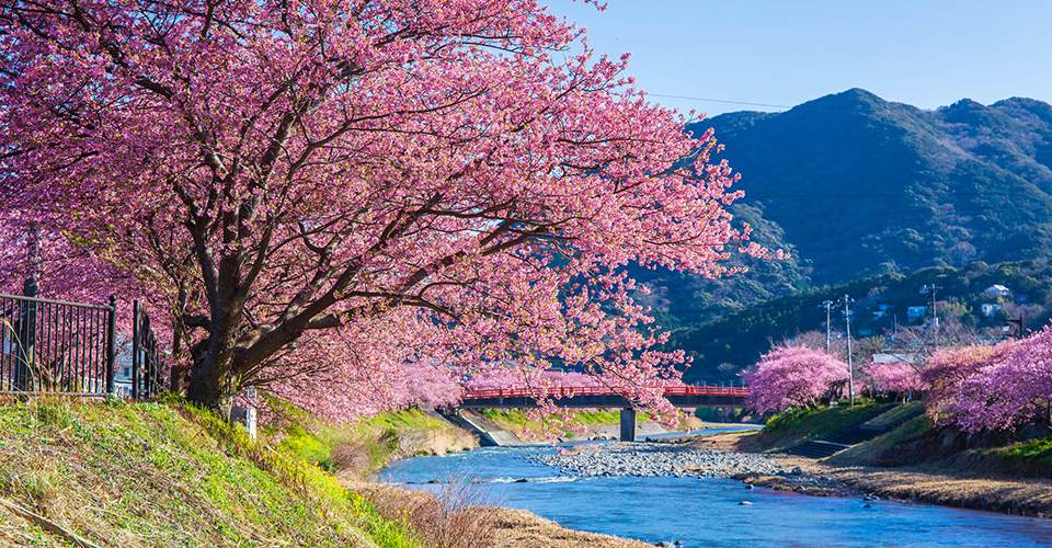 伊豆河津桜(イメージ)