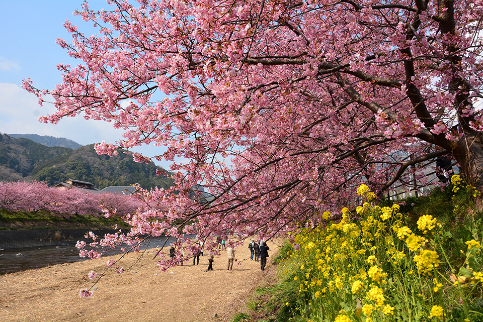 河津桜（イメージ）/静岡県の川合 繁男さんの作品