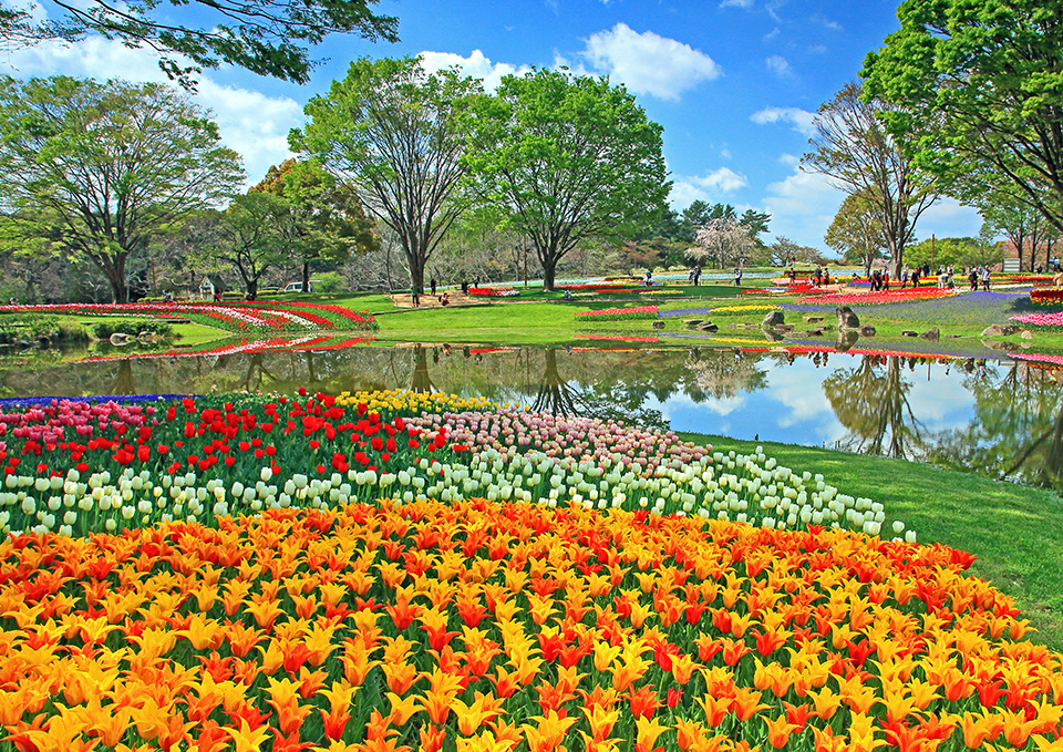 国営昭和記念公園（イメージ）/「春爛漫のガーデン」東京都の相馬 昭夫さんの作品