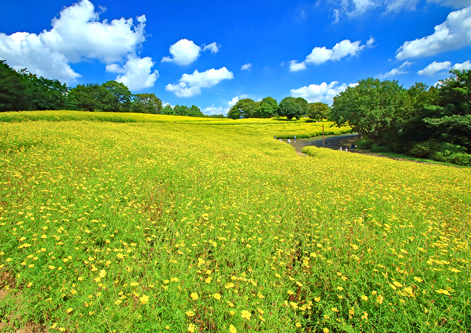 国営昭和記念公園（イメージ）/「花の丘一面を彩るレモンブライト」東京都の相馬 昭夫さんの作品