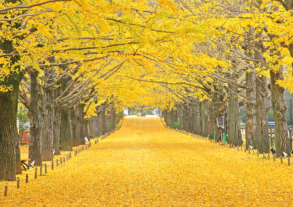 国営昭和記念公園（イメージ）/「イチョウ並木の紅葉トンネル」東京都の相馬 昭夫さんの作品