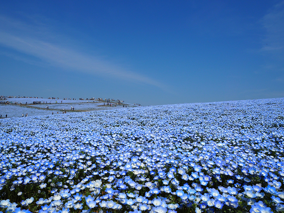 国営ひたち海浜公園（イメージ）/「ネモフィラの丘」千葉県のPN.noinoiさんの作品