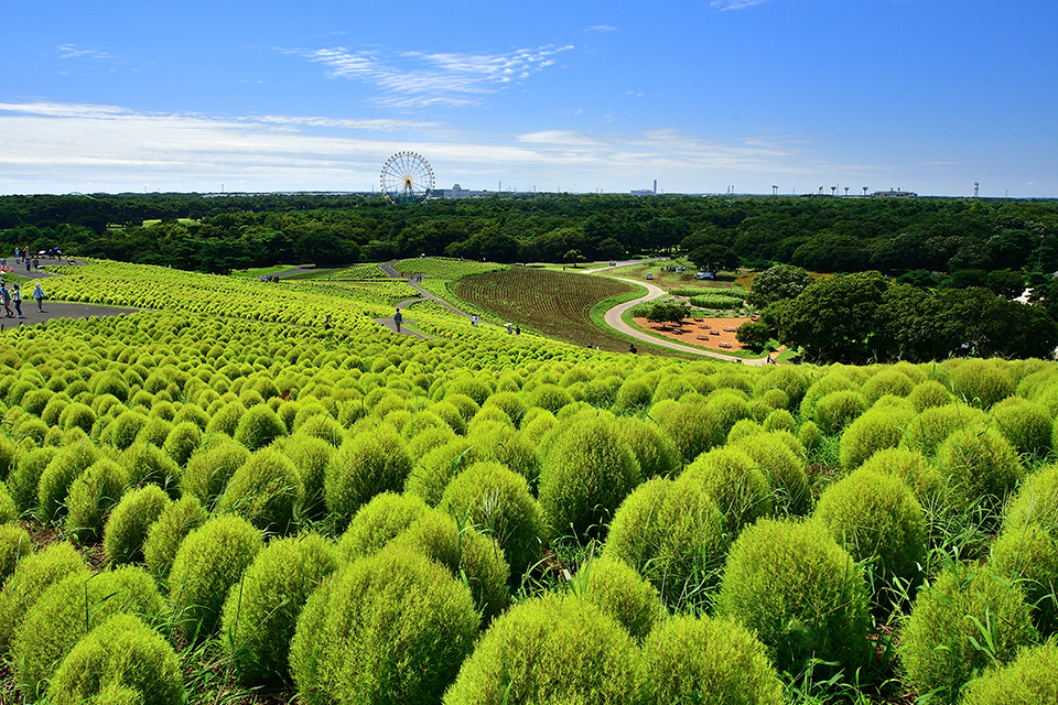 国営ひたち海浜公園（イメージ）/「もふもふコキア」茨城県のPN.羊雲さんの作品