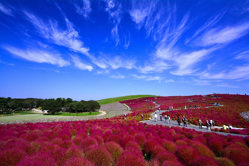 国営ひたち海浜公園（イメージ）/「秋色コキア」茨城県のPN.安曇野さんの作品