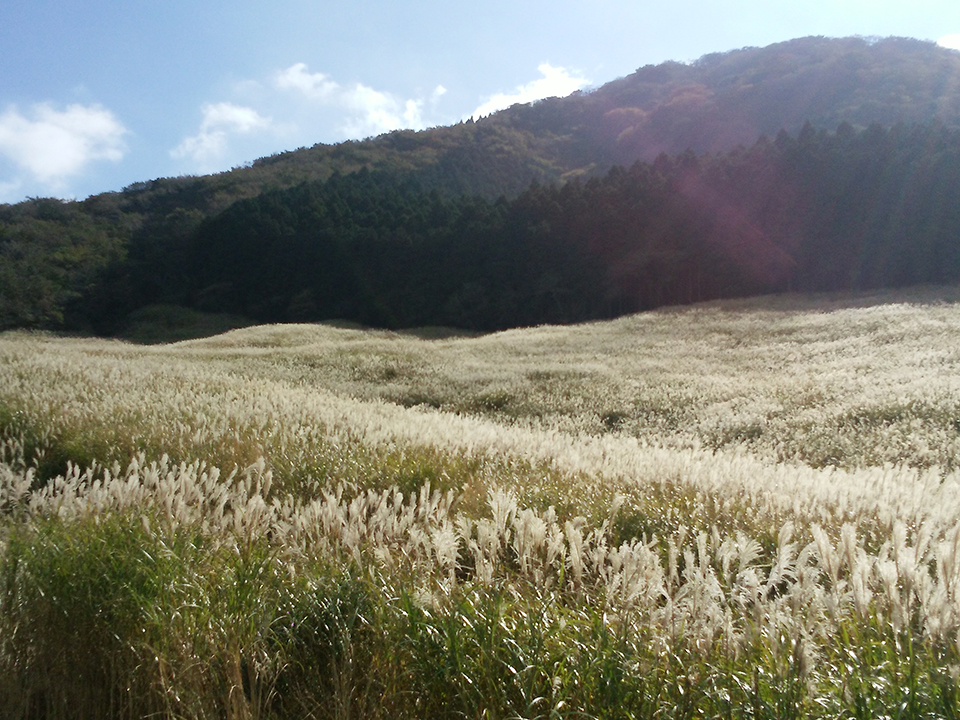 仙石原（イメージ）/「小さな旅の想い出・仙石原すすき草原」埼玉県の岡川 太十さんの作品