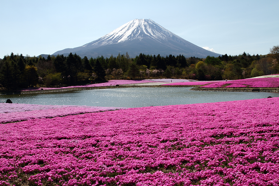 山梨・富士芝桜まつり（イメージ）/静岡県の高根 美奈夫さんの作品