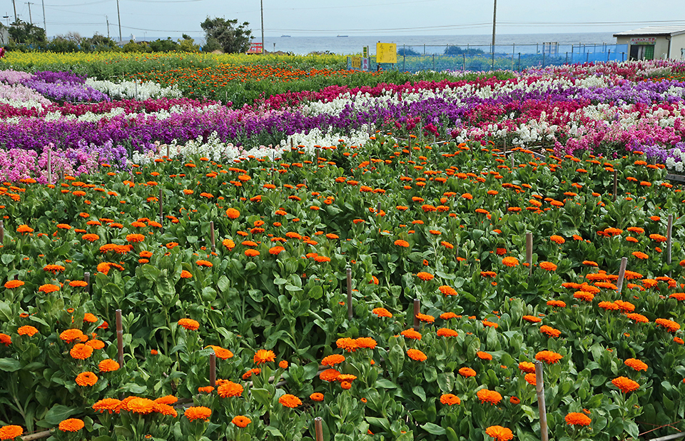 南房総（イメージ）/「風と海と花と」千葉県の植田 照二さんの作品