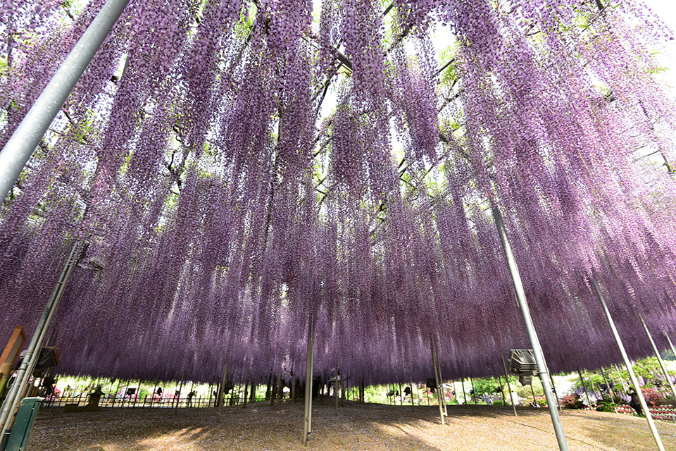 あしかがフラワーパーク・大藤（イメージ）/「降る藤の花」神奈川県のPN.ジュンさんの作品