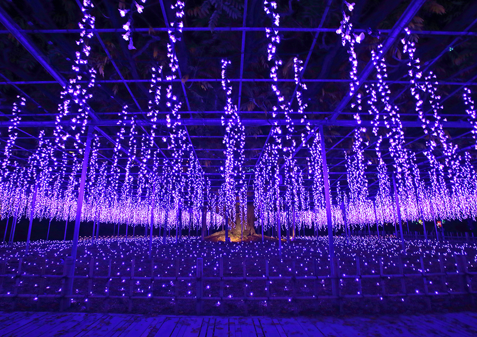 あしかがフラワーパーク・奇蹟の大藤（イメージ）/「奇跡の大藤」東京都の相馬 昭夫さんの作品