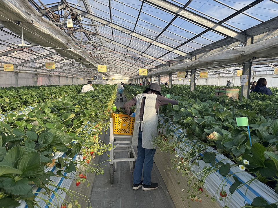 ビニールハウス内の様子（イメージ）