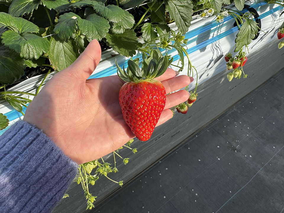 採れたてのいちご（イメージ）