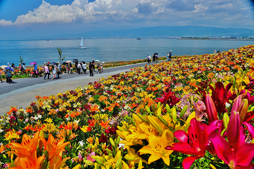 大阪まいしまシーサイドパーク（イメージ）/「海辺のユリ園」奈良県のP.N.カズサンさんの作品