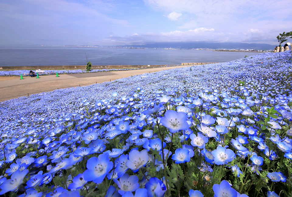 大阪まいしまシーサイドパーク（イメージ）/「青い丘」大阪府の相良 茂樹さんの作品