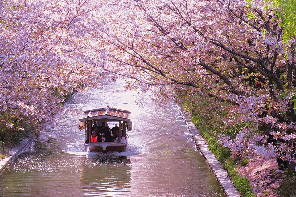 伏見十石舟（イメージ）/「桜と屋形船３」奈良県のP.N.カズサンさんの作品