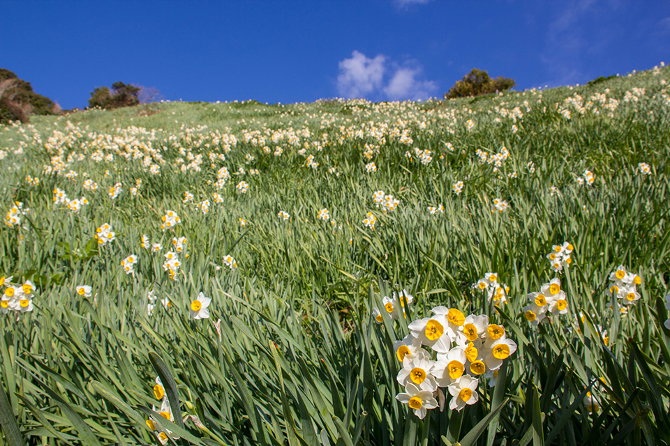 淡路島・灘黒岩水仙郷（イメージ）/「水仙と青空」大阪府の三宅 寿明さんの作品