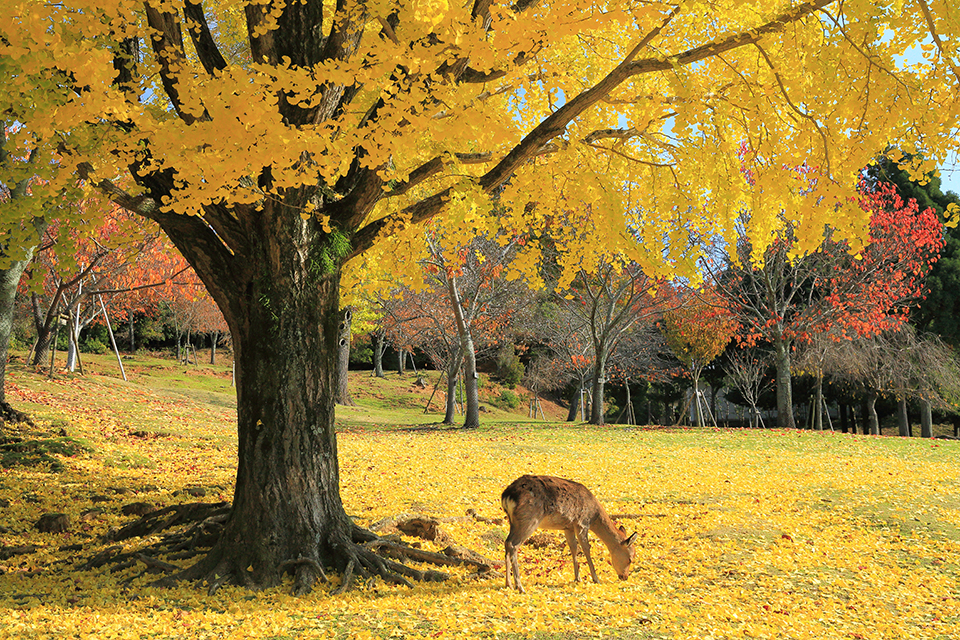 奈良公園（イメージ）/三重県の明石 義男さんの作品